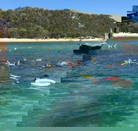 All Inclusive Dolphin and Tangalooma Wrecks Cruise - Attractions Sydney