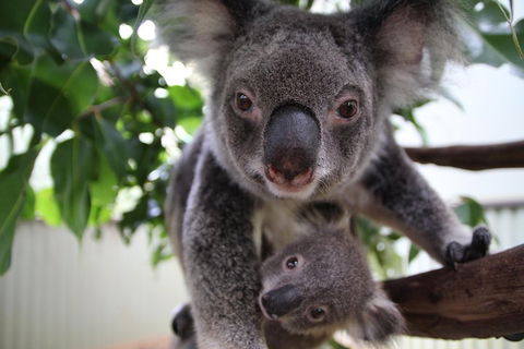 Kuranda Day Tour, TKS-RFS GRAND GOLD PLUS 0930 - Attractions Sydney 1