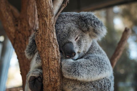 Sydney Taronga Zoo General Entry Ticket - Attractions Sydney 3