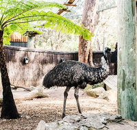 Sydney Taronga Zoo General Entry Ticket and Wild Australia Experience - Attractions Sydney
