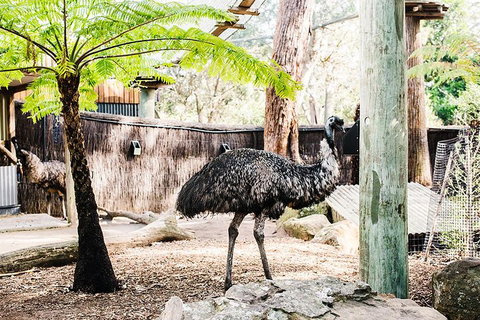 Sydney Taronga Zoo General Entry Ticket And Wild Australia Experience - Attractions Sydney 0