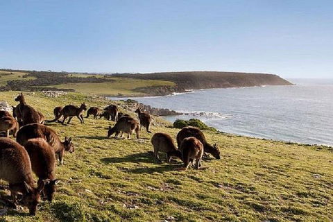Kangaroo Island Personal Group Tours - Attractions Sydney 0