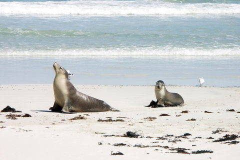 Kangaroo Island Personal Group Tours - Attractions Sydney 3