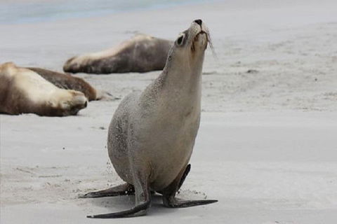 Kangaroo Island Personal Group Tours - Attractions Sydney 4