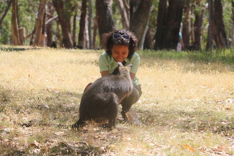 Cleland Wildlife Park Tour From Adelaide Including Mount Lofty Summit - Attractions Sydney 1