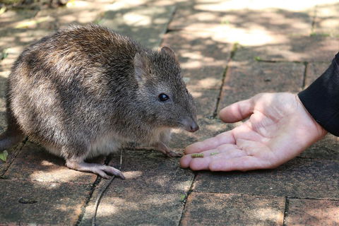Cleland Wildlife Park Tour From Adelaide Including Mount Lofty Summit - Attractions Sydney 2