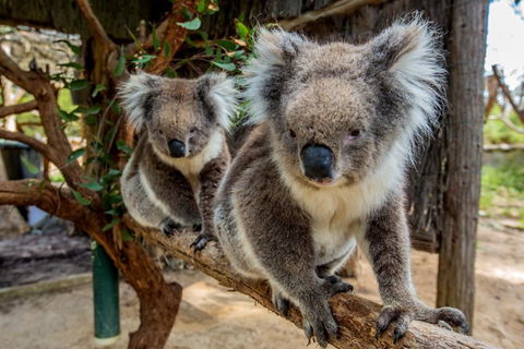 Cleland Wildlife Park Tour From Adelaide Including Mount Lofty Summit - Attractions Sydney 3