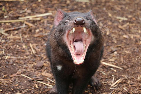 Cleland Wildlife Park Tour From Adelaide Including Mount Lofty Summit - Attractions Sydney 4