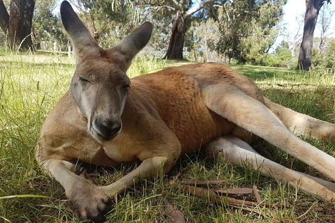 Cleland Wildlife Park Tour From Adelaide Including Mount Lofty Summit - Attractions Sydney 5
