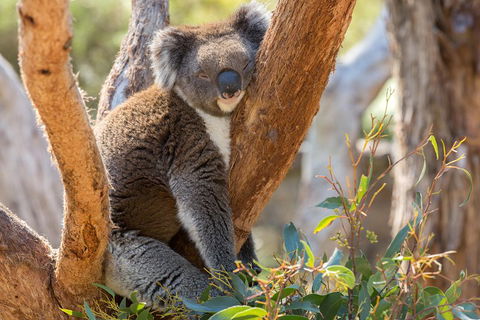 Mount Lofty Hike And Cleland Wildlife Park Day Trip From Adelaide - Attractions Sydney 2