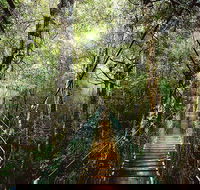 O'Reilly's  Lamington National Park from Gold Coast - Attractions Sydney
