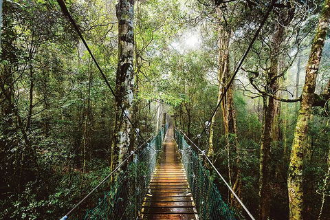 O'Reilly's & Lamington National Park From Gold Coast - Attractions Sydney 0