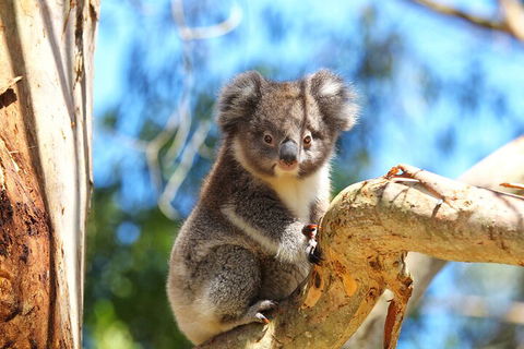 LGBT+ Friendly 2 Day Private Tour Great Ocean Road + Phillip Island - Attractions Sydney 1