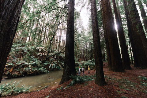 LGBT+ Friendly 3 Day Private Tour Great Ocean Road & Phillip Island - Attractions Sydney 2