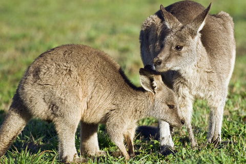 LGBT+ Friendly Full Day Phillip Island Private Tour - Attractions Sydney 3