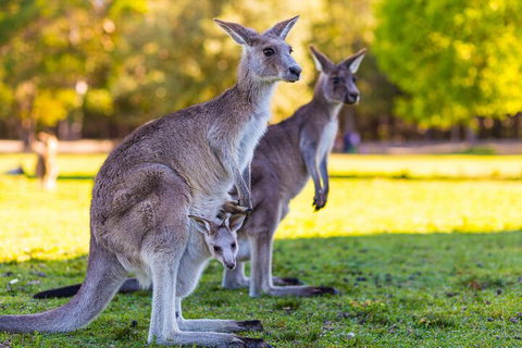 LGBT+ Friendly Full Day Phillip Island Private Tour - Attractions Sydney 4