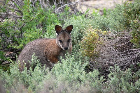 Pink Lake + Abrolhos Islands Nature Tour - Attractions Sydney 1