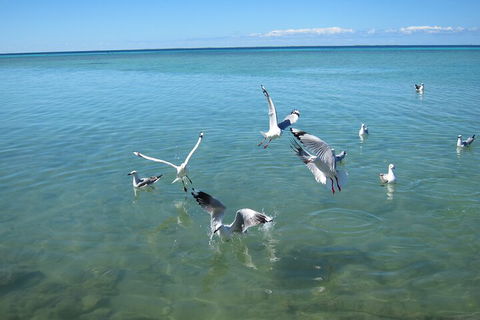 Pink Lake + Abrolhos Islands Nature Tour - Attractions Sydney 5
