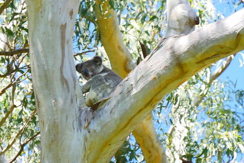 Best Of Moreton Bay Cruise - Attractions Sydney 2