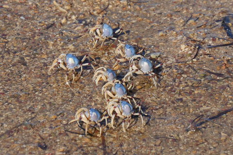 Best Of Moreton Bay Cruise - Attractions Sydney 3