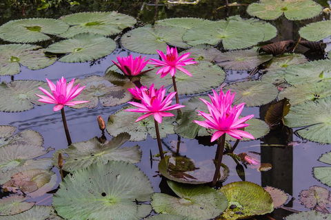 Kakadu, Nourlangie And Yellow Waters Tour From Darwin - Attractions Sydney 1