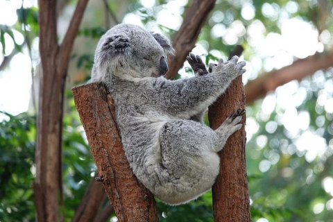 Small-Group Blue Mountains Tour With A Local Guide - Attractions Sydney 2