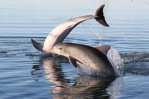 Kayak Tour In Adelaide Dolphin Sanctuary - Attractions Sydney 5
