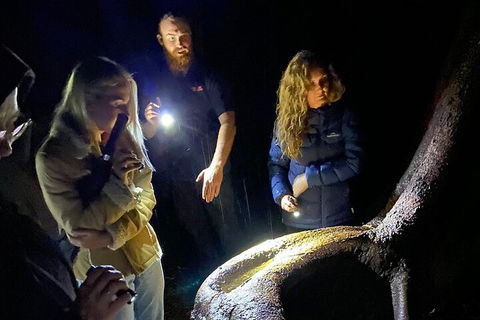 Evening Rainforest & Glow Worm Experience - Attractions Sydney 2