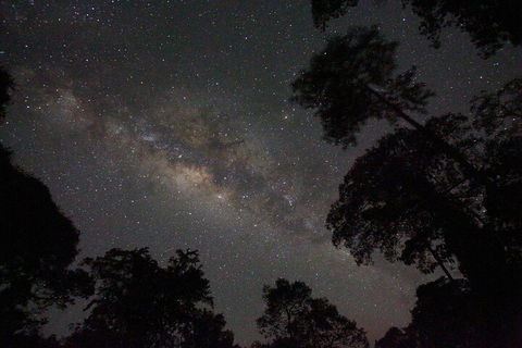 Evening Rainforest & Glow Worm Experience - Attractions Sydney 4