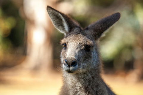Port Arthur And Tassie Devils Active Day Tour From Hobart - Attractions Sydney 2