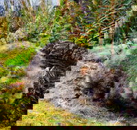 Cradle Mountain National Park Day Tour from Launceston - Attractions Sydney
