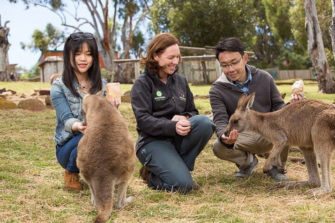 Bonorong Wildlife Park And Richmond Afternoon Tour From Hobart - Attractions Sydney 1