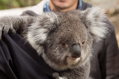 Bonorong Wildlife Park And Richmond Afternoon Tour From Hobart - Attractions Sydney 2