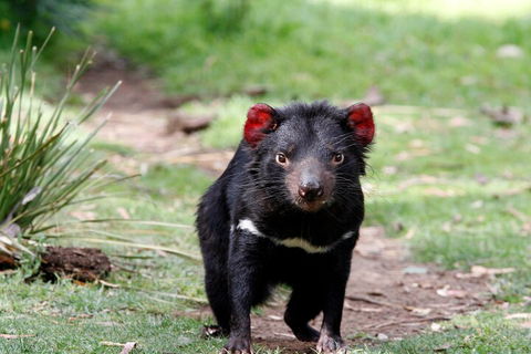 Bonorong Wildlife Park And Richmond Afternoon Tour From Hobart - Attractions Sydney 4