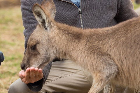 Bonorong Wildlife Park And Richmond Afternoon Tour From Hobart - Attractions Sydney 5