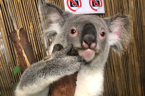 Kuranda Tour Deluxe Course With Kuranda 3 Zoos Or Free Course - Attractions Sydney 0