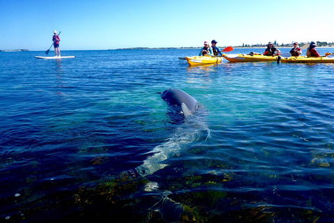 Penguin And Seal Islands Sea Kayaking Experience - Attractions Sydney 0
