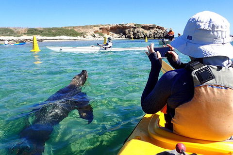 Penguin And Seal Islands Sea Kayaking Experience - Attractions Sydney 2