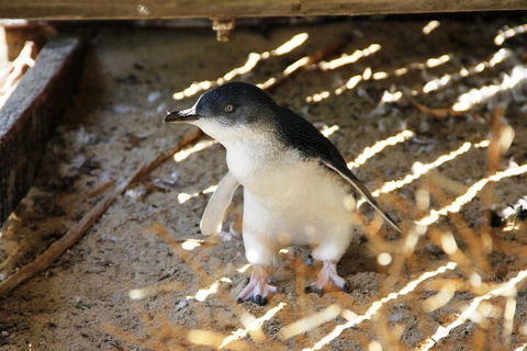 Penguin And Seal Islands Sea Kayaking Experience - Attractions Sydney 3