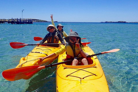 Penguin And Seal Islands Sea Kayaking Experience - Attractions Sydney 4