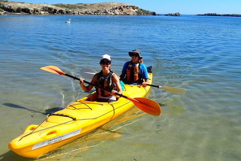 Penguin And Seal Islands Sea Kayaking Experience - Attractions Sydney 5