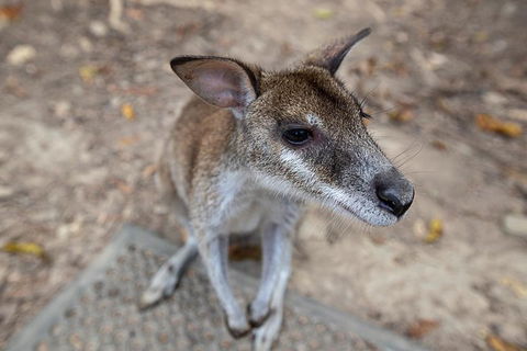 2 Day Daintree Rainforest, Cape Tribulation And Outback Chillagoe Tour - Attractions Sydney 4