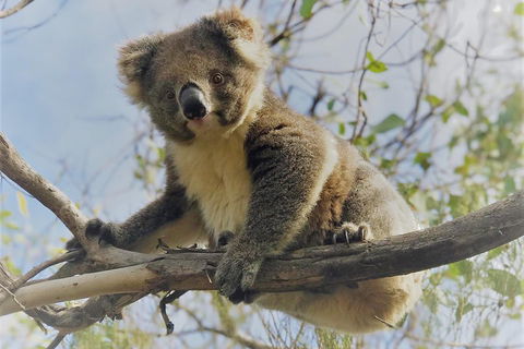 Kangaroo Island Scenic Trail Tour - Attractions Sydney 2