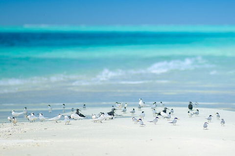 Private Coral Cay Bubbles Tour - Attractions Sydney 2