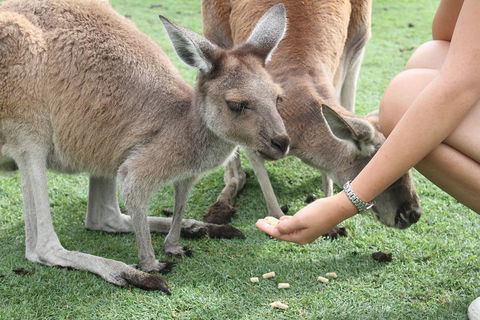 Pinnacles Desert, Koalas And Sandboarding 4WD Day Tour From Perth - Attractions Sydney 1