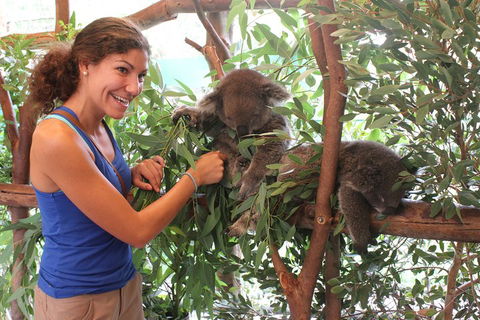 Pinnacles Desert, Koalas And Sandboarding 4WD Day Tour From Perth - Attractions Sydney 5