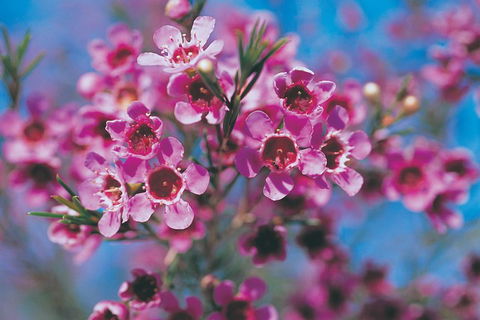Best Of Perth Wildflower Season Day Trip - Attractions Sydney 1