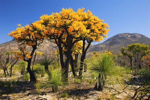 Best Of Perth Wildflower Season Day Trip - Attractions Sydney 3