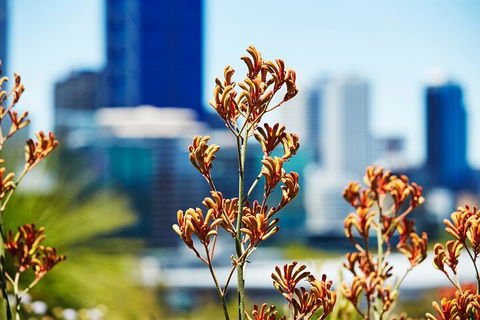 Best Of Perth Wildflower Season Day Trip - Attractions Sydney 4