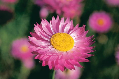 Best Of Perth Wildflower Season Day Trip - Attractions Sydney 5